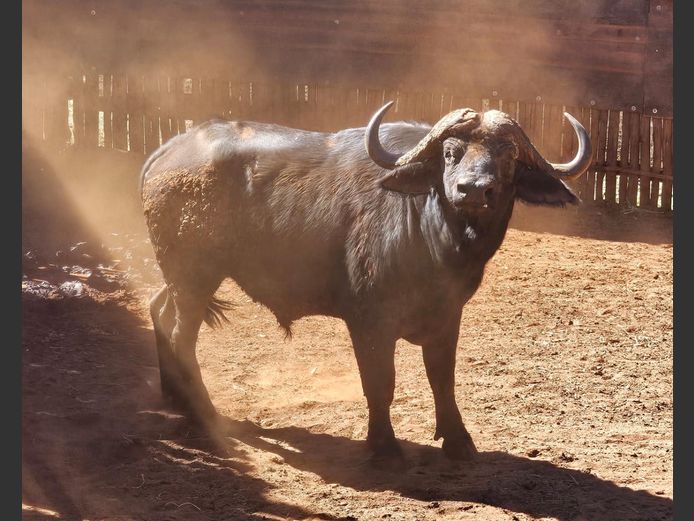 BUFFALO | NONYA SAFARIS