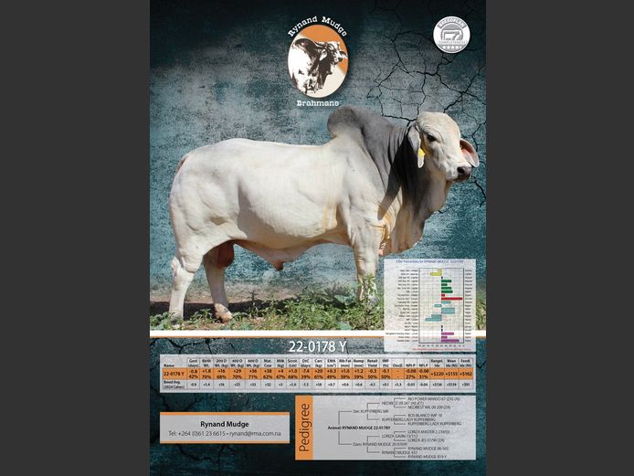 22-0178Y | RYNAND MUDGE BRAHMAN