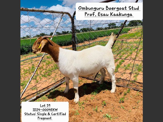 24-0004EKW | PROF. ESAU KAAKUNGA