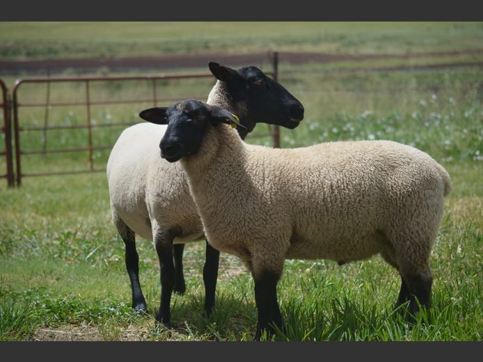 301 240410 | TWEESEUNS