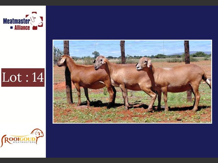 Ooie | Rooigoud Meatmasters