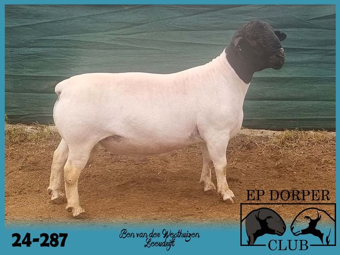 24-287 | Ben van der Westhuizen - Leeudrift