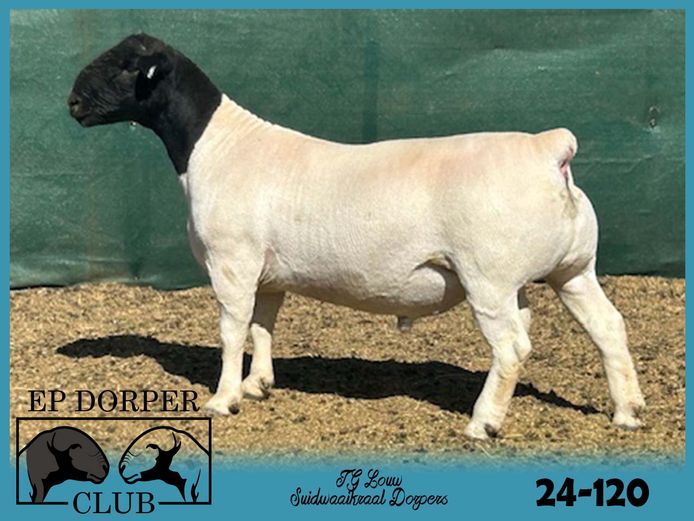 24-120 | JG Louw - Suidwaaikraal Dorpers