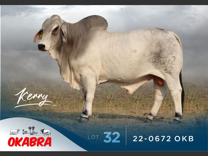 22-0672 OKB | OKABRA BRAHMANS