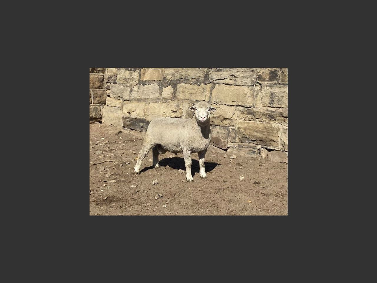 images