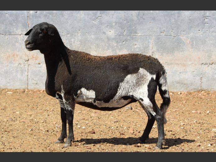 CRL 23.124 | Riaan Liebenberg - Hanri Meatmasters, Upington