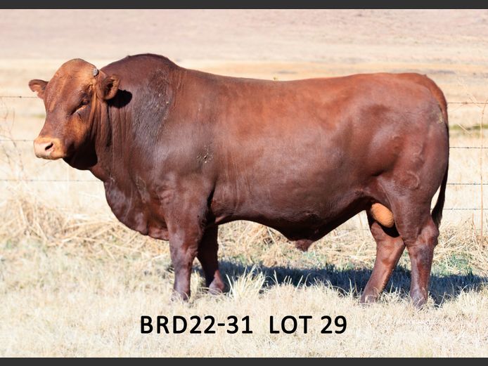 BRD 220031 | DIEPFONTEIN TRUST