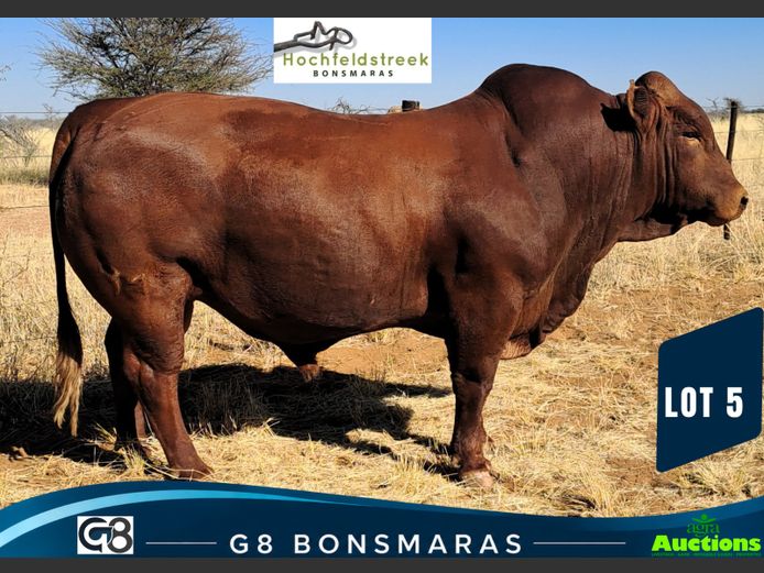HMB230056HH(c) | HOCHFELDSTREEK BONSMARAS