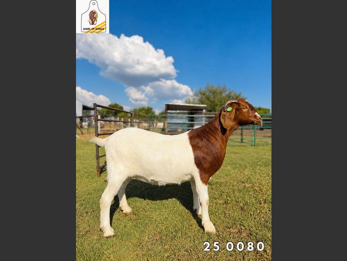 2174 25-0080 | Juwel of Africa