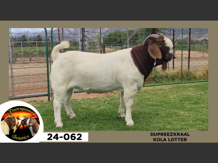 24-062  |  Kola Lotter - DuPreezKraal