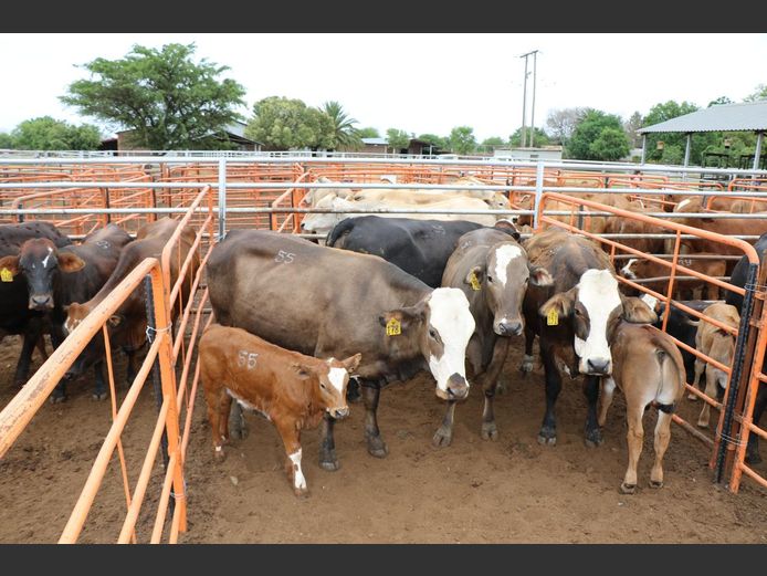 Commercial Animals | JP du Preez