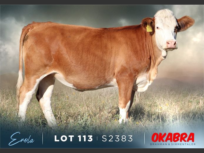 S2383 | OKASIM SIMMENTALERS