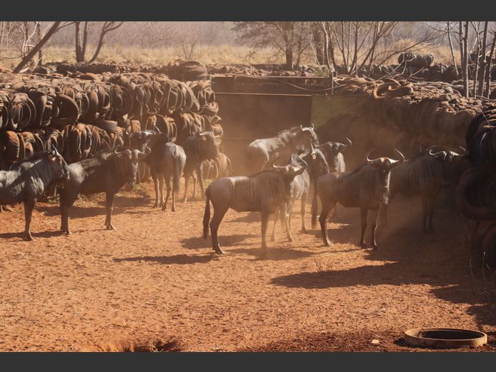 Blouwildebeeste