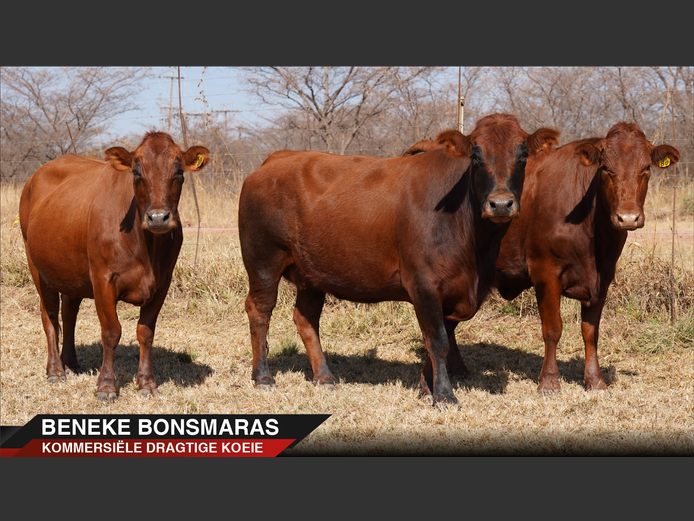 Commercial Animals | Beneke
 Bonsmaras -
 Nylstroom