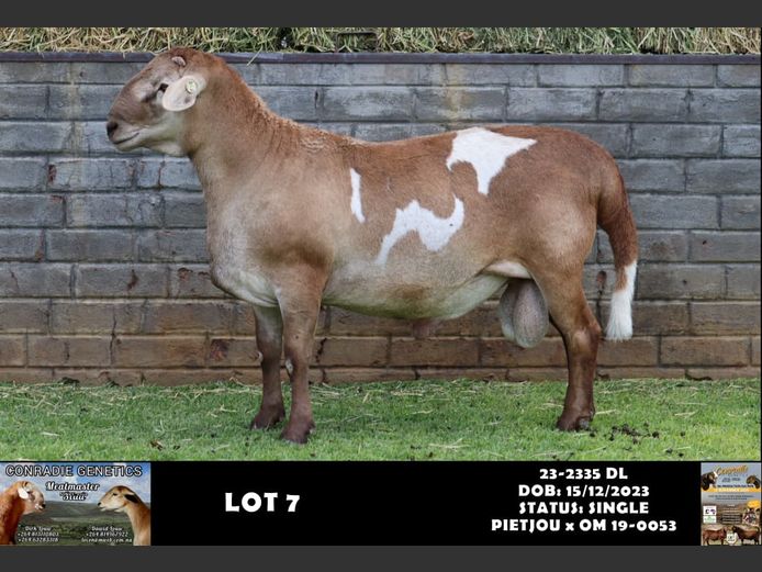 23-2335 | DL DAWID LOUW