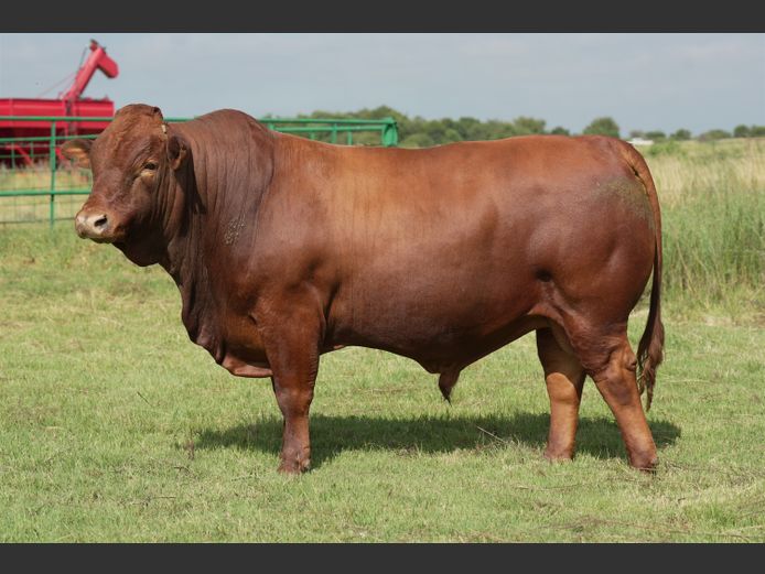 HTC230038 | HENTACOR BONSMARAS