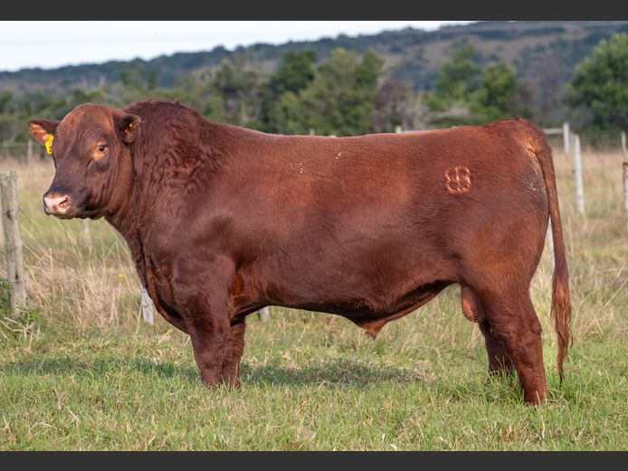 RJ  230022 | BEER BEEF