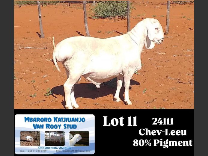 24111 | MBARORO KATJIUANJO VAN ROOY STUD