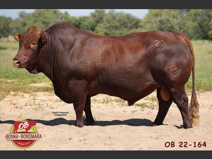 OB  220164 | BONKA BONSMARA (PTY) LTD