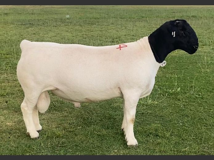 24124 | Middelerf Dorpers