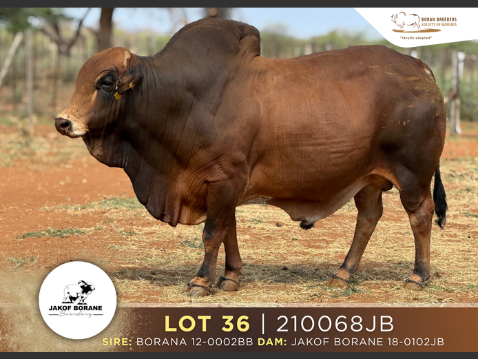 21-0068JB | JAKOF BORANE