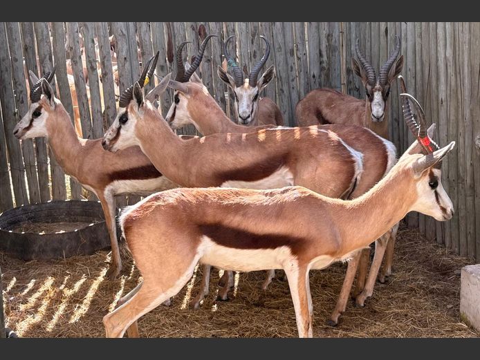 Springbok Ram