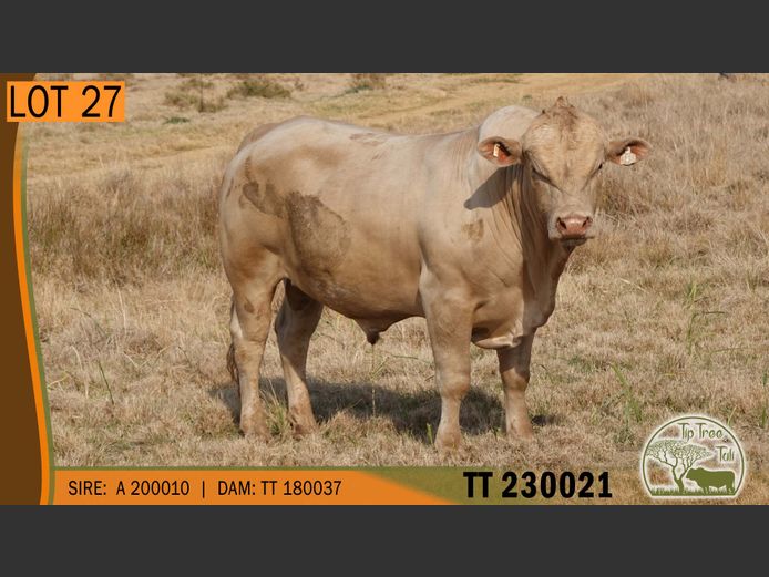 TT 230021 | S.T.R. MAINS-SHEARD