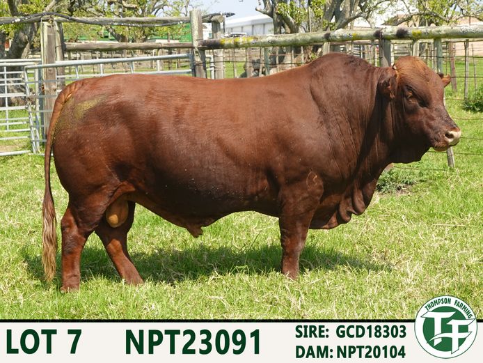 NPT230091