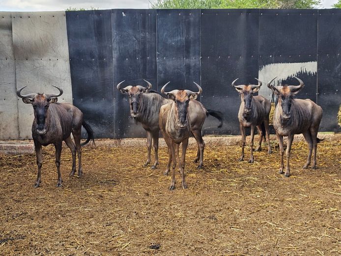 BLUE WILDEBEEST | MABALINGWE