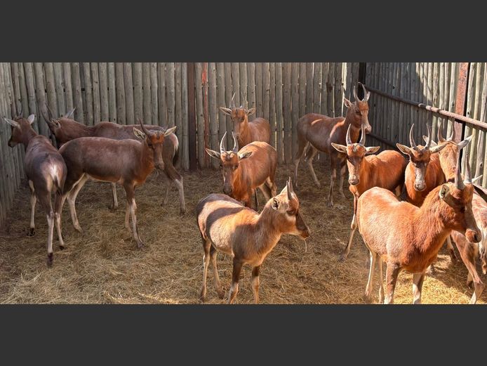 Blesbokke Jonk
