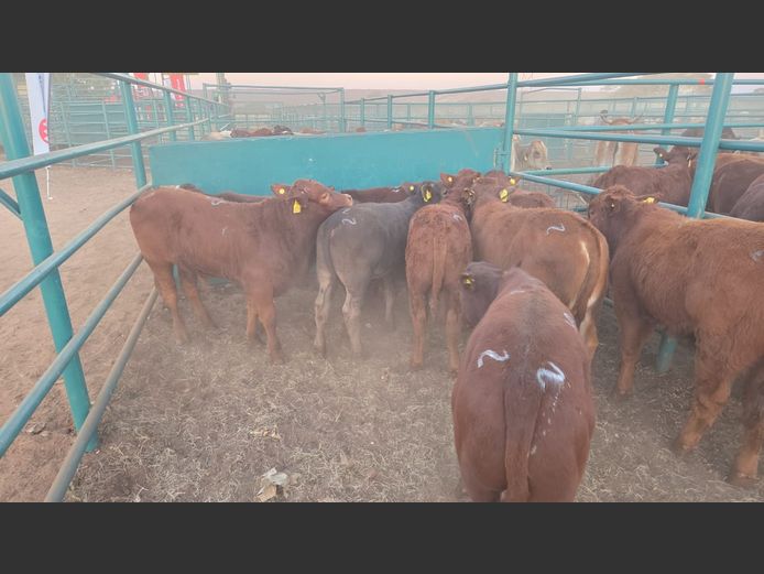 AGRA GOBABIS WEANER AUCTION