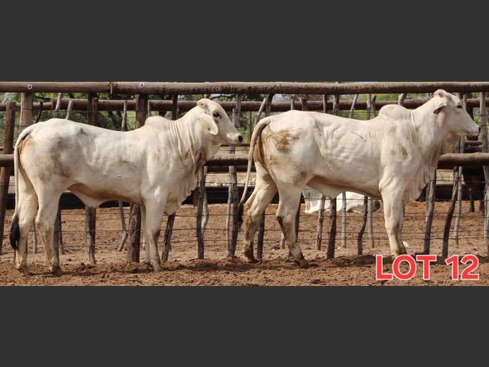 WHITE BRAHMAN - HEIFER