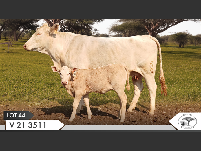 V 213511 | VILLA STOETERY BK