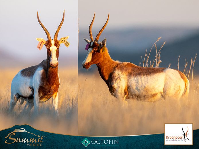14"+ SADDLEBACK BLESBOK EWES ILT 19 2/8" "MAVERICK"