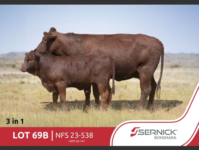 NFS 230538 | SERNICK BONSMARA STOET