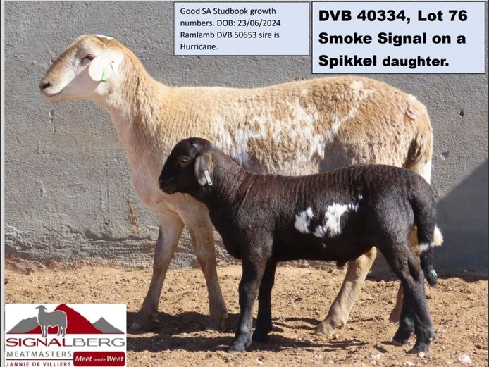 SIGNALBERG MEATMASTERS | DVB 40334