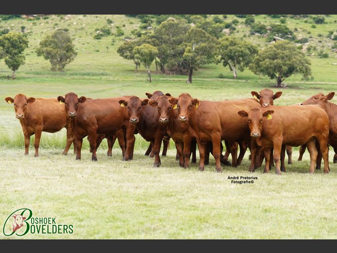 Commercial Animals | Boshoek