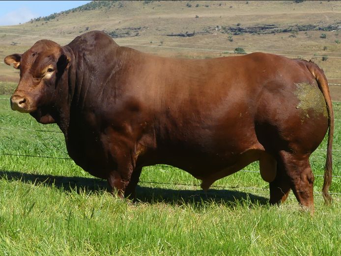 LAR 220432 | UP GEORGE FARMS CC