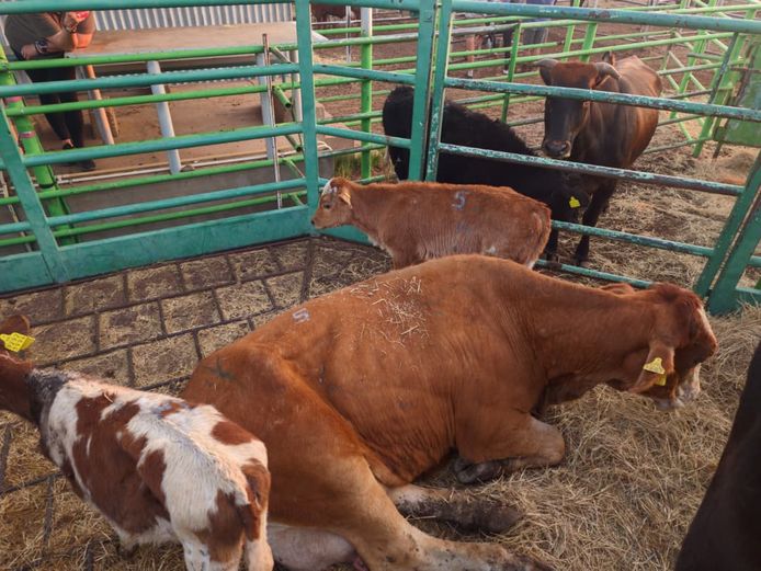 VAN NIEKERK PJ | DAIRY CATTLE 