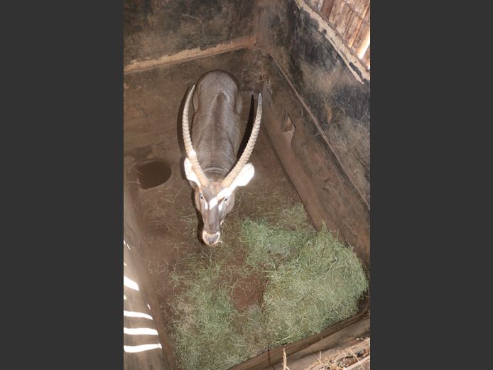 Waterbok