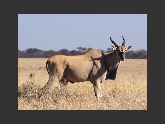 Livingstone Eland | Boskamp Wild