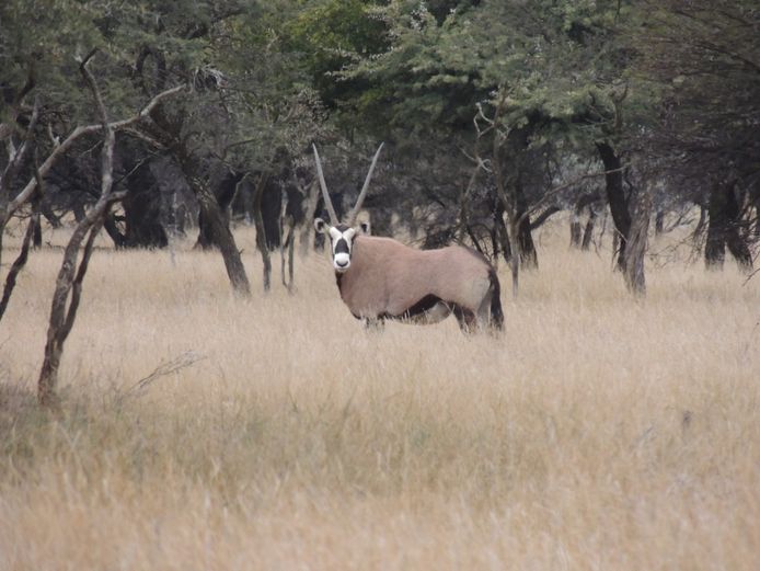 GEMSBOK BULLE