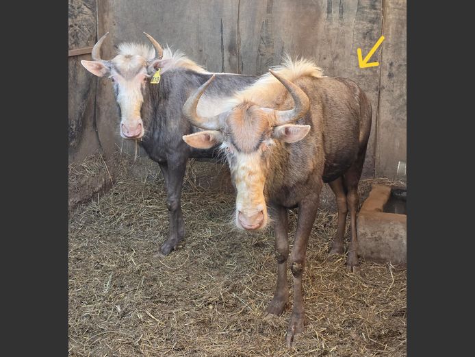 KONINGS WILDEBEES (no vat) | IMBABALA