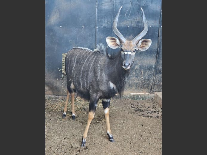 NYALA | WELVERDIEND