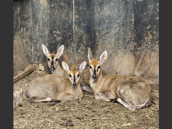 DUIKER | ANDERSON WILDLIFE