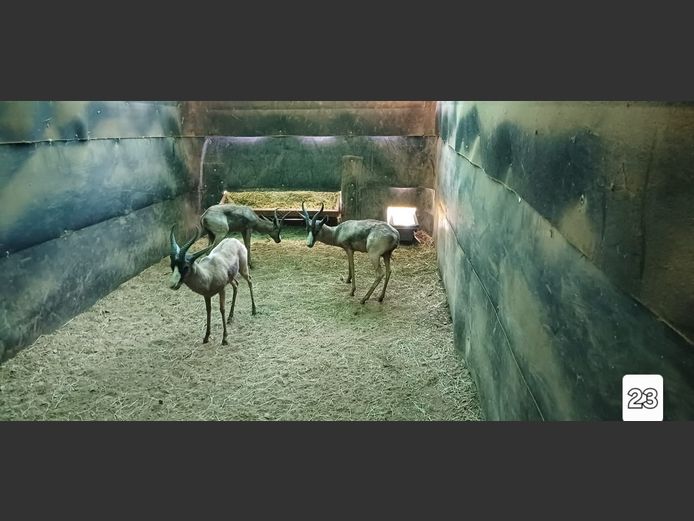 SWART SPRINGBOK | ONGELUKSKOP SAFARI'S