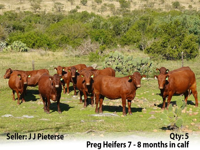Commercial Animals | J J Pieterse