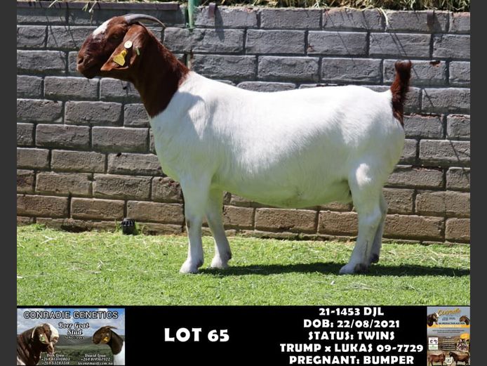 21-1453 DJL | DIRK LOUW