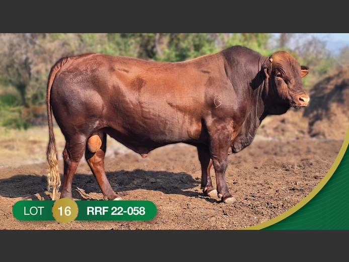 RRF220058 | CULMPINE BONSMARAS