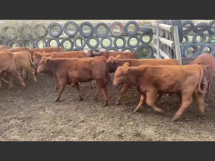 Weaners | Walter Wagenaar